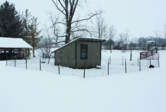 How a New Chicken Waterer Changed My Life